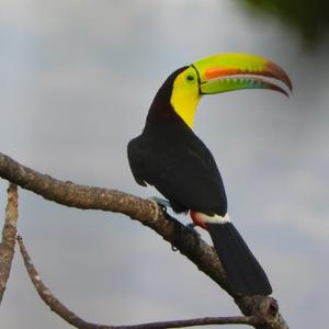 Keel-billed Toucan