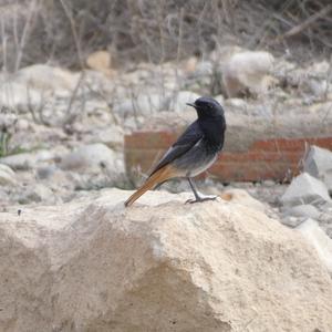 Black Redstart