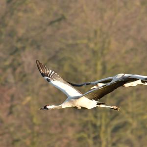 Common Crane