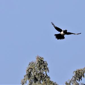 Black-billed Magpie