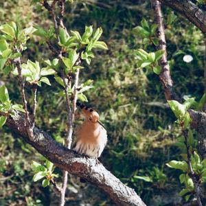 Eurasian Hoopoe