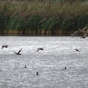 Gadwall