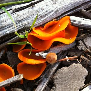 Orange Peel Fungus