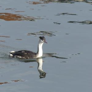 Great Crested Grebe