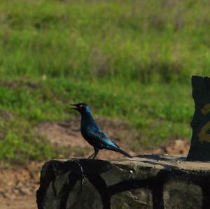 Greater Blue-eared Glossy-starling