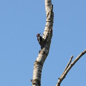 Great Spotted Woodpecker