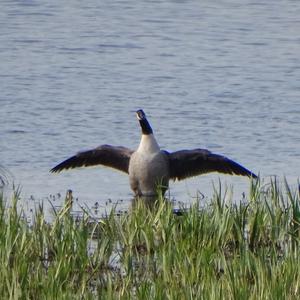 Canada Goose