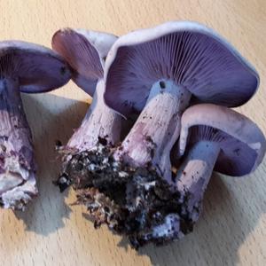 Wood Blewit