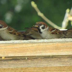 Eurasian Tree Sparrow