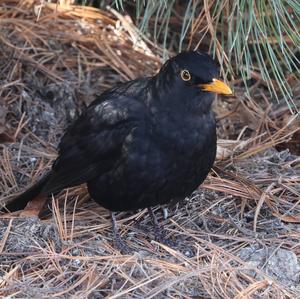 Eurasian Blackbird