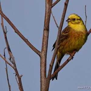 Yellowhammer