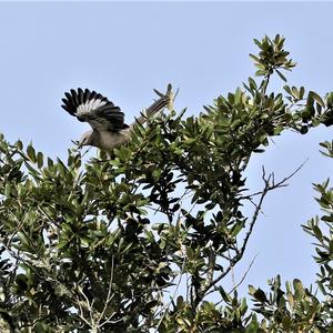 Northern Mockingbird