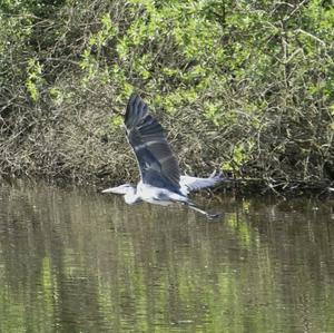 Grey Heron