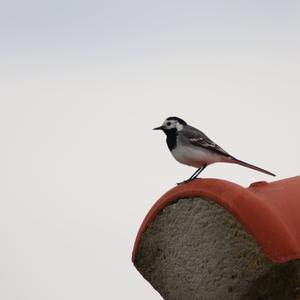 White Wagtail