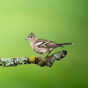 Eurasian Chaffinch