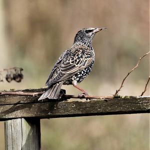 Common Starling