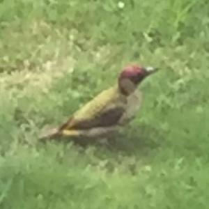 Eurasian Green Woodpecker