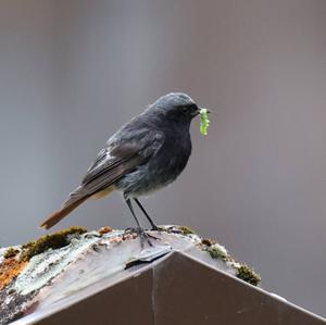 Black Redstart