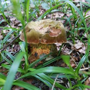 Lurid Bolete