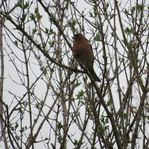 Eurasian Chaffinch