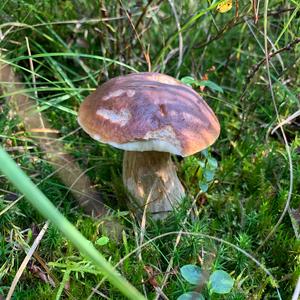 King Bolete