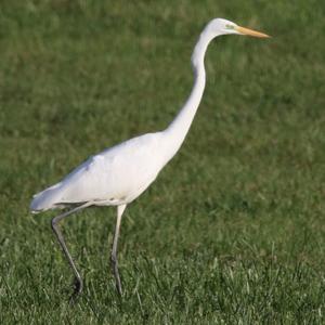 Great Egret