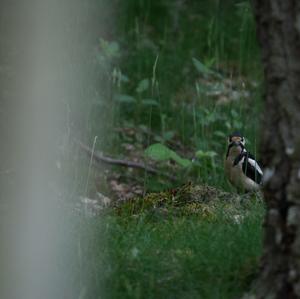 Great Spotted Woodpecker