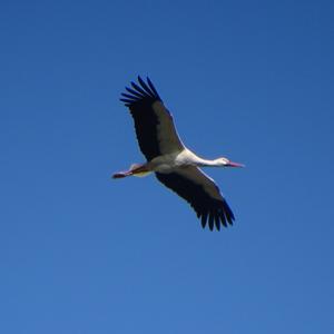 White Stork