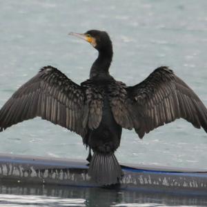 Great Cormorant