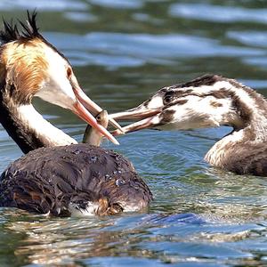 Great Crested Grebe