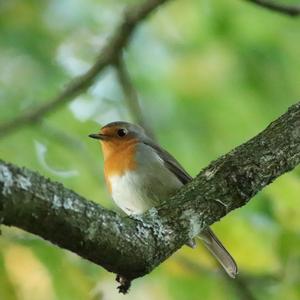 European Robin