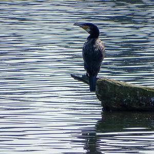 Great Cormorant