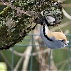 Wood Nuthatch