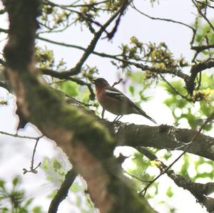 Eurasian Chaffinch