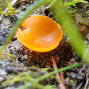 Orange Peel Fungus