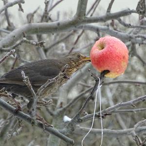 Eurasian Blackbird