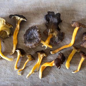 Trumpet Chanterelle