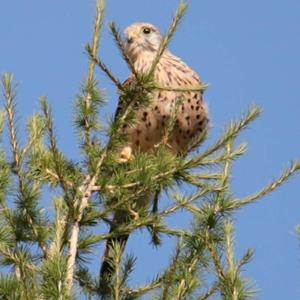 Common Kestrel