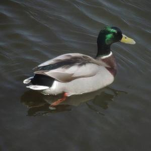 Mallard