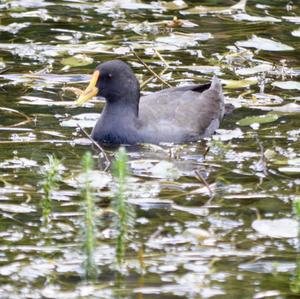 Common Moorhen