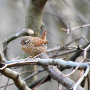 Winter Wren