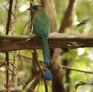 Blue-crowned Motmot