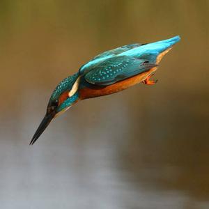 Common Kingfisher