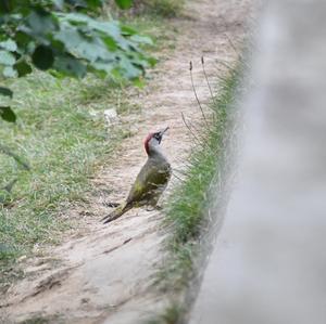 Eurasian Green Woodpecker