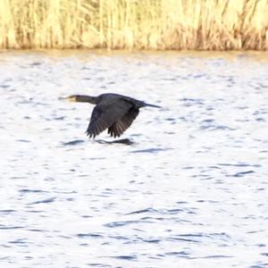 Great Cormorant