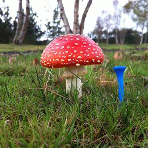 Fly Agaric