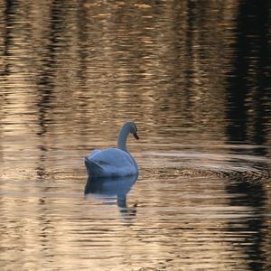 Mute Swan