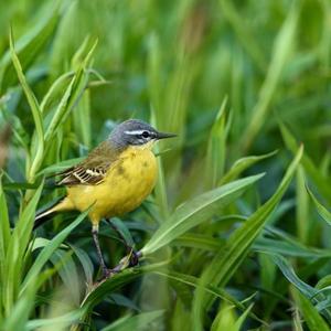 Yellow Wagtail