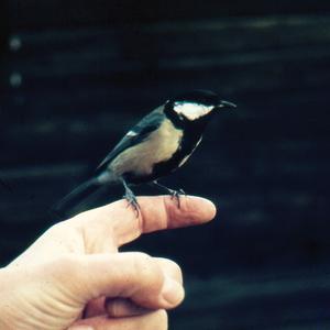 Great Tit