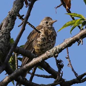 Mistle Thrush